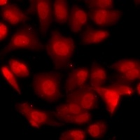 Anti-EBP1 Antibody