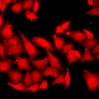 RPS6KA3 antibody