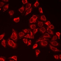 Anti-Myoglobin Antibody