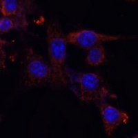 Anti-NRF1 Antibody