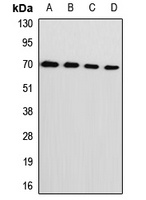 L-Plastin Rabbit Polyclonal Antibody