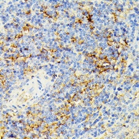 ECE1 antibody