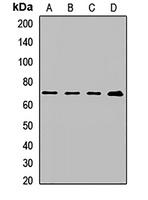 CD155 Rabbit Polyclonal Antibody