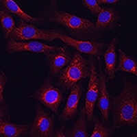 Granulin Antibody