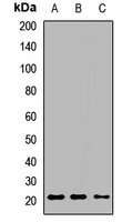 BMF Antibody