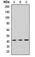 Septin 2 Antibody
