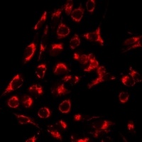 SERPINA6 antibody