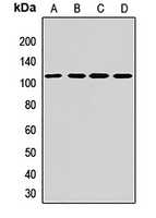 Gemin3 Rabbit Polyclonal Antibody
