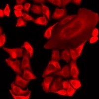Anti-MRPS30 Antibody