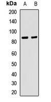 Integrin beta 7 Rabbit Polyclonal Antibody