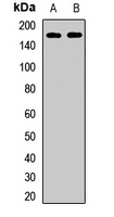 Kinectin 1 Antibody