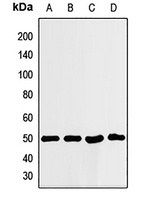 ILF2 Antibody