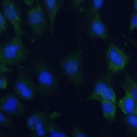 Anti-EIF1AX Antibody