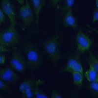 EIF1AX antibody