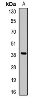 HuB Rabbit Polyclonal Antibody