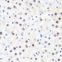 POLR2B antibody