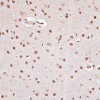 RBM3 Antibody
