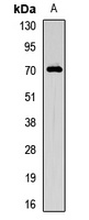 SR-alpha Rabbit Polyclonal Antibody