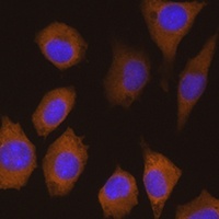 UNR Rabbit Polyclonal Antibody