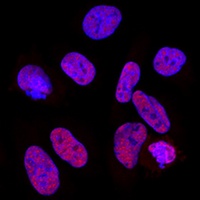 Anti-CPSF6 Antibody