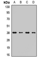 STRAP Rabbit Polyclonal Antibody