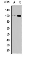 eIF2C1 Rabbit Polyclonal Antibody