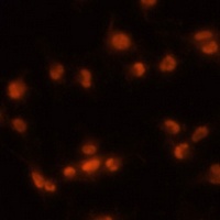 Anti-PRPF8 Antibody