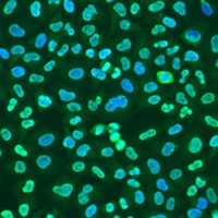 Anti-hnRNP I Antibody