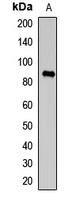 TAP1 Antibody
