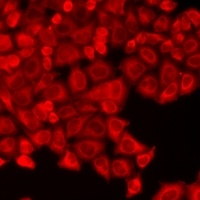 PHLDA2 antibody