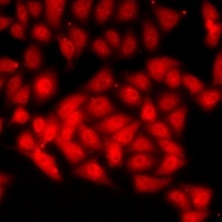 CHAF1B antibody