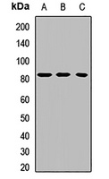 LH Receptor Rabbit Polyclonal Antibody