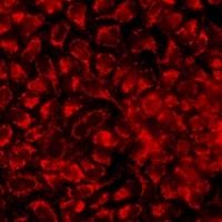 KCNA2 antibody