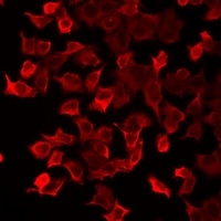 Anti-Peroxiredoxin 5 Antibody