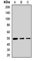 Islet-1 Rabbit Polyclonal Antibody