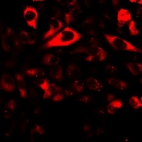 Anti-NRBF2 Antibody