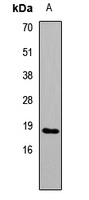 IL17F Antibody