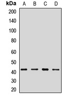 ACTR1A Antibody