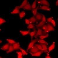 EIF5 Antibody