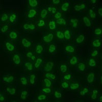 KHDRBS3 antibody