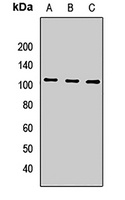 CD228 Rabbit Polyclonal Antibody