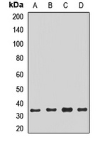 NTHL1 Antibody