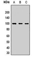 PDE5A Antibody
