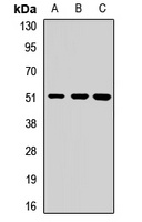 DNA Polymerase delta 2 Rabbit Polyclonal Antibody