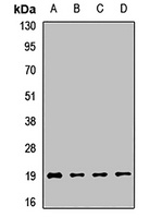 POLR2G Rabbit Polyclonal Antibody