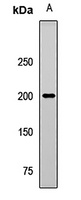 WRN Rabbit Polyclonal Antibody
