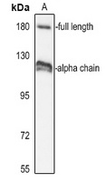 Complement C3 Rabbit Polyclonal Antibody