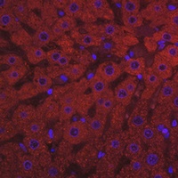 Anti-Complement C3 Antibody