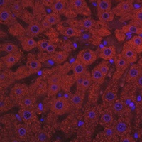 CPAMD1 antibody