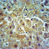 COL10A1 antibody